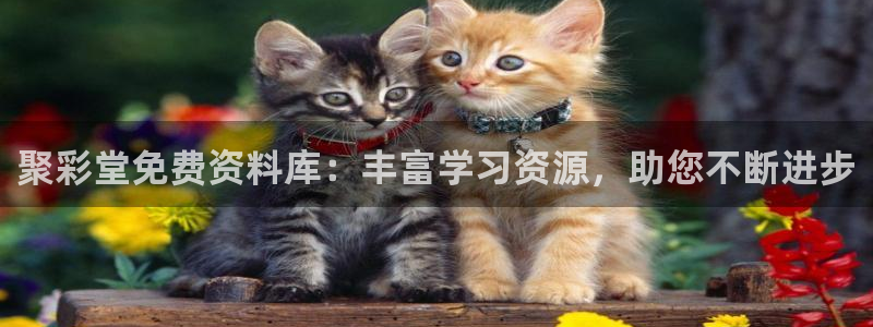 彩客网足球比分完整版